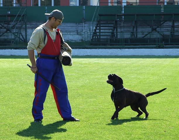 www.boxerklub.sk