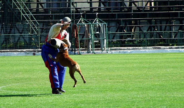 www.boxerklub.sk
