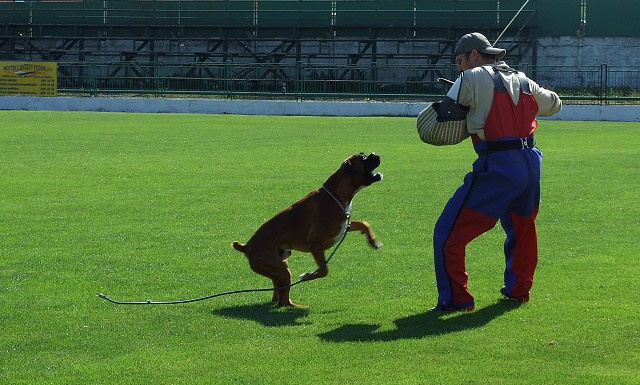 www.boxerklub.sk