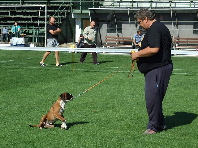 www.boxerklub.sk