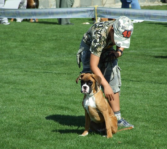www.boxerklub.sk