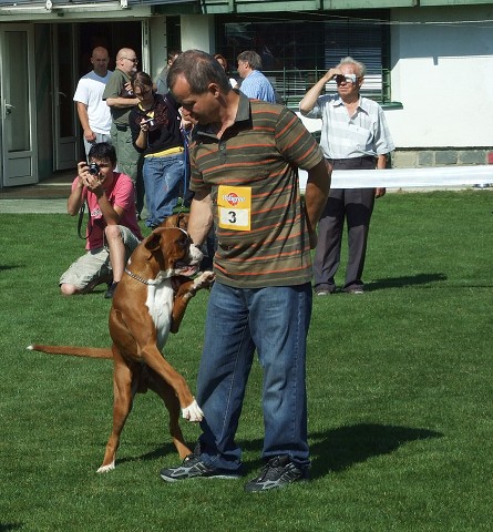 www.boxerklub.sk