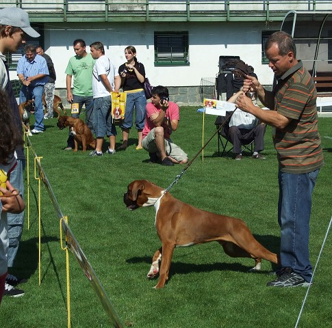 www.boxerklub.sk