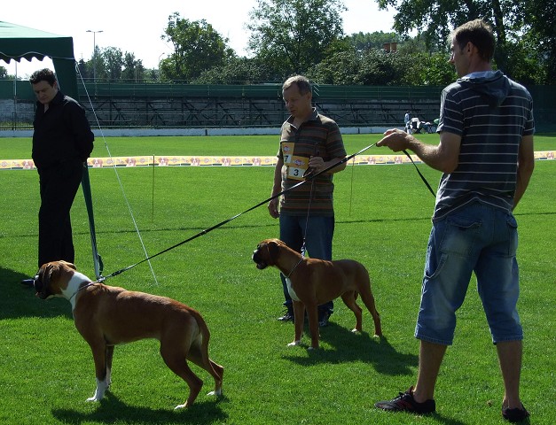 www.boxerklub.sk