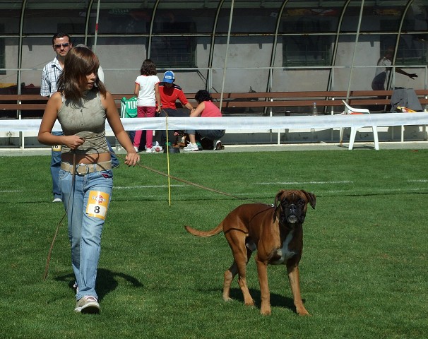 www.boxerklub.sk