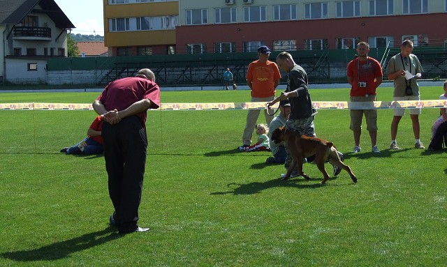 www.boxerklub.sk
