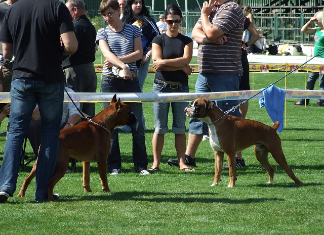 www.boxerklub.sk