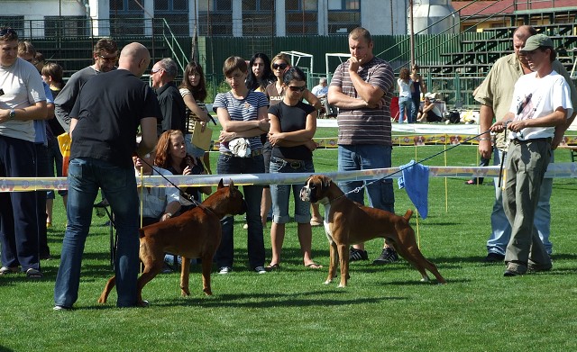 www.boxerklub.sk