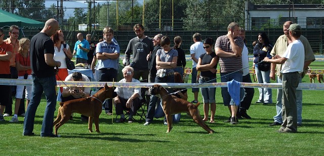 www.boxerklub.sk