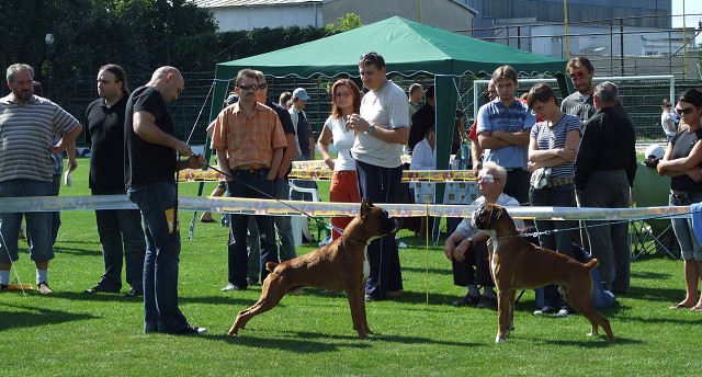 www.boxerklub.sk