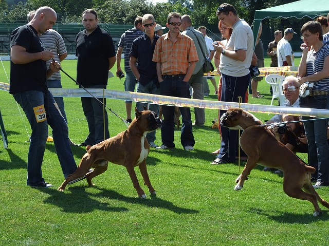 www.boxerklub.sk