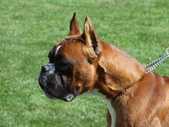 www.boxerklub.sk