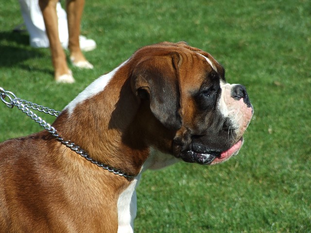 www.boxerklub.sk