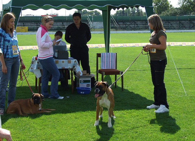 www.boxerklub.sk