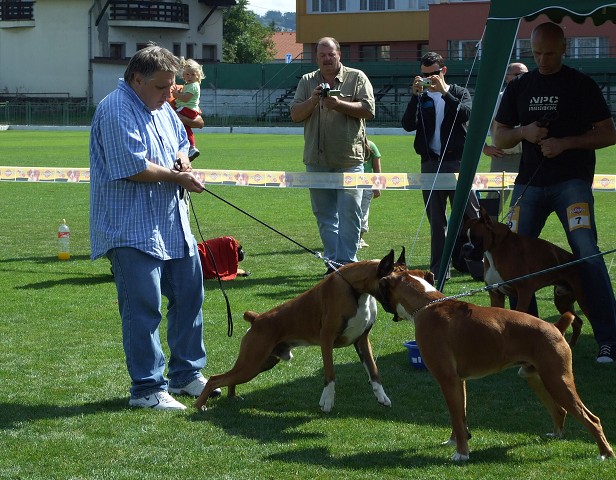 www.boxerklub.sk