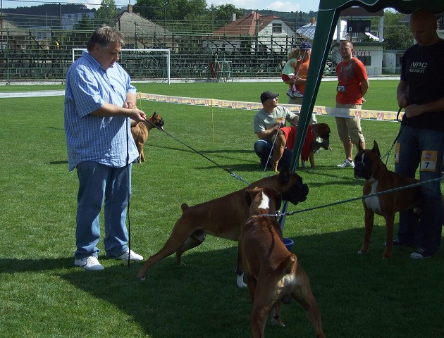 www.boxerklub.sk
