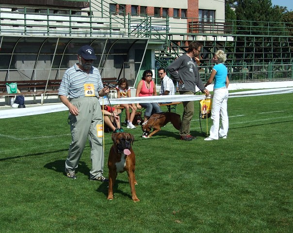 www.boxerklub.sk
