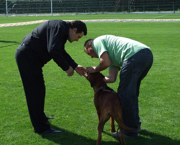 www.boxerklub.sk