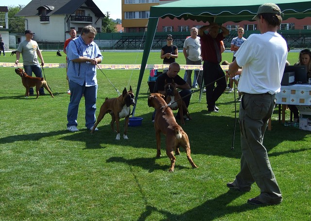 www.boxerklub.sk