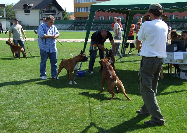 www.boxerklub.sk