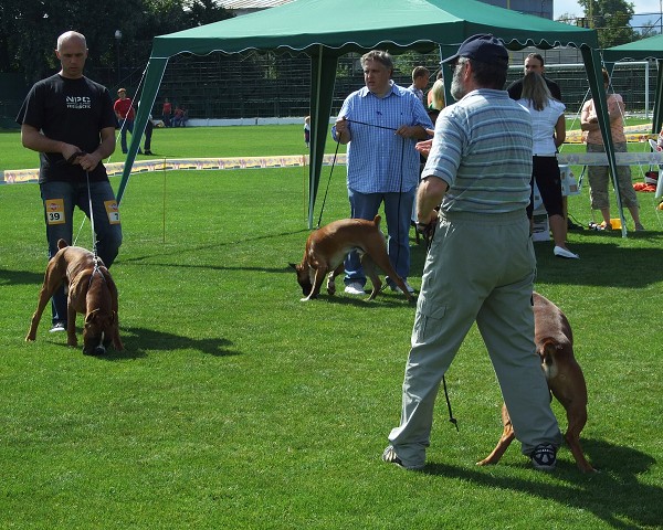 www.boxerklub.sk