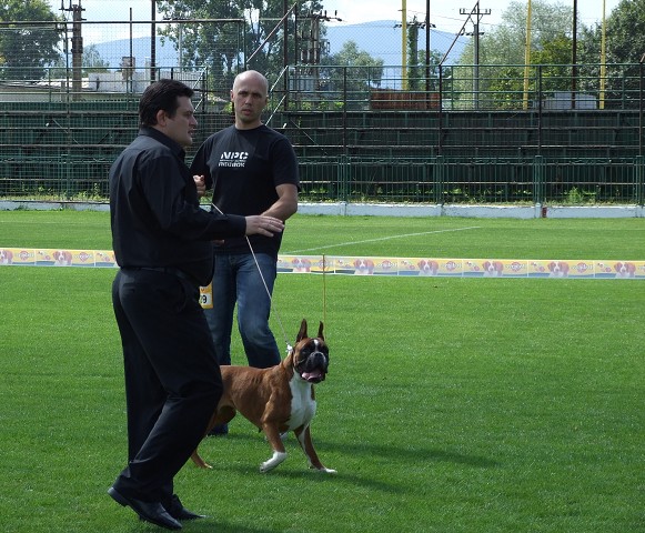 www.boxerklub.sk
