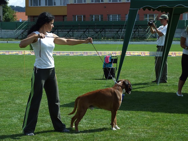 www.boxerklub.sk