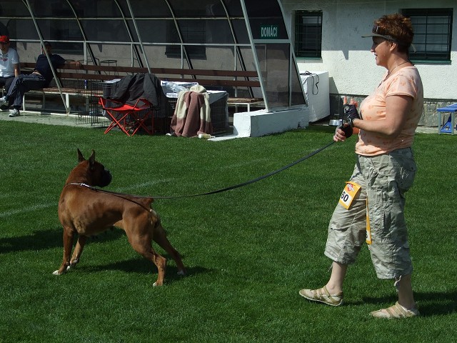 www.boxerklub.sk