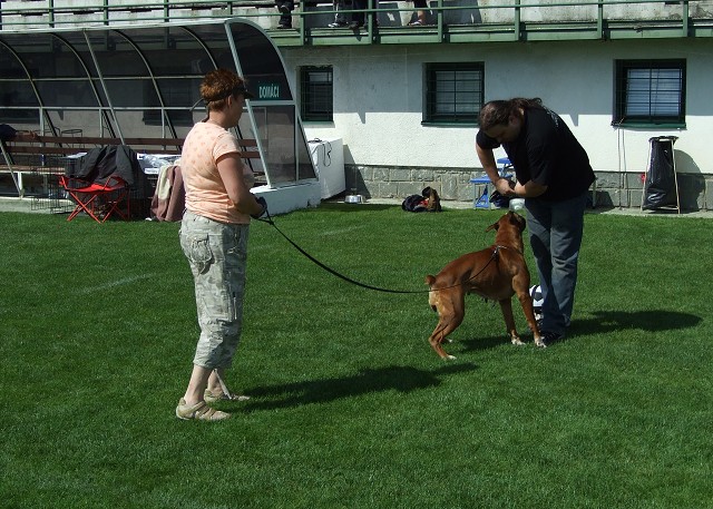 www.boxerklub.sk