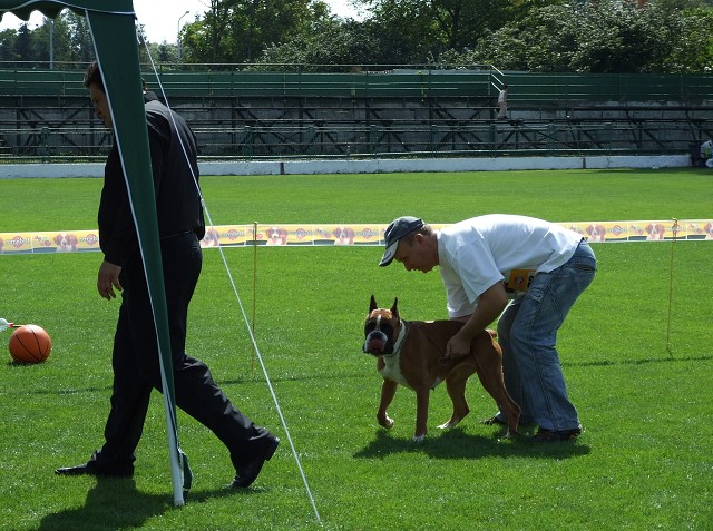 www.boxerklub.sk