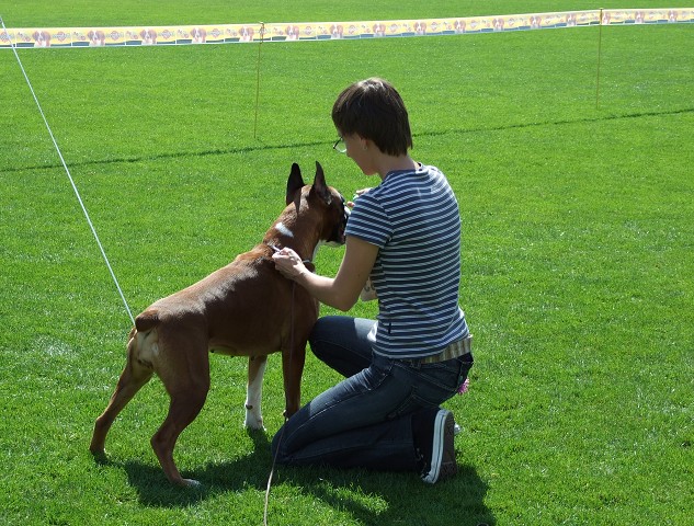 www.boxerklub.sk