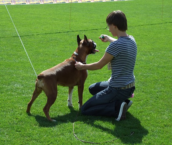 www.boxerklub.sk