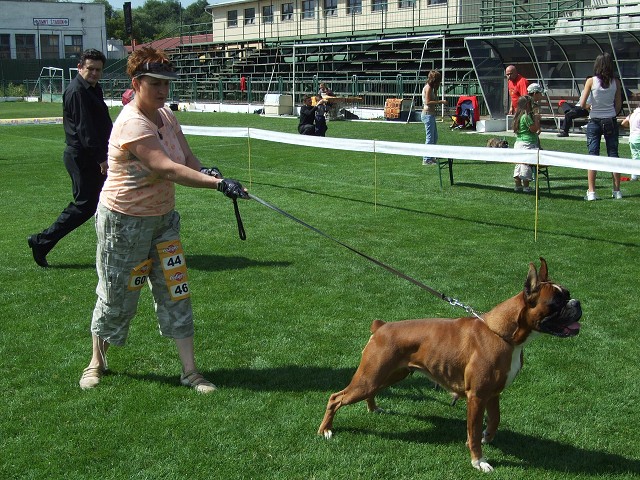 www.boxerklub.sk