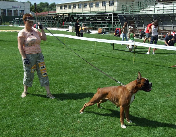www.boxerklub.sk
