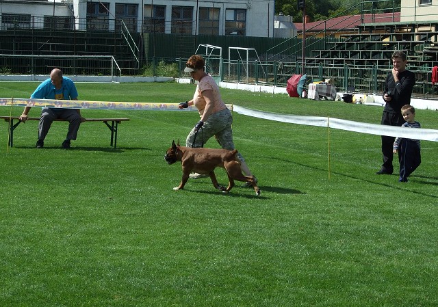 www.boxerklub.sk