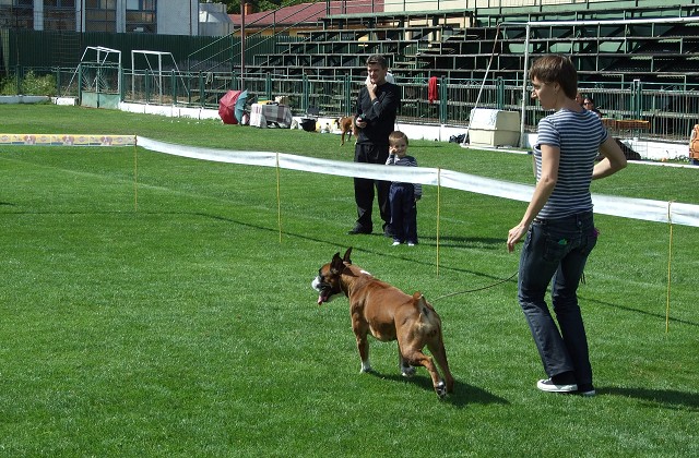 www.boxerklub.sk