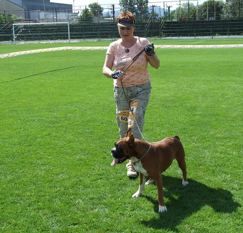 www.boxerklub.sk