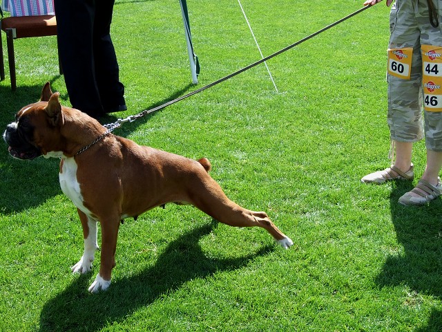 www.boxerklub.sk