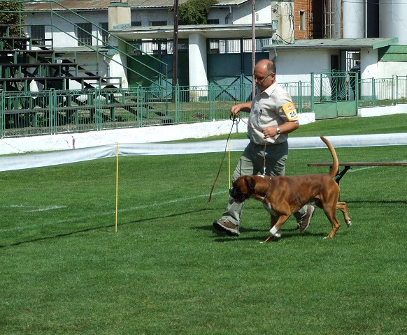 www.boxerklub.sk
