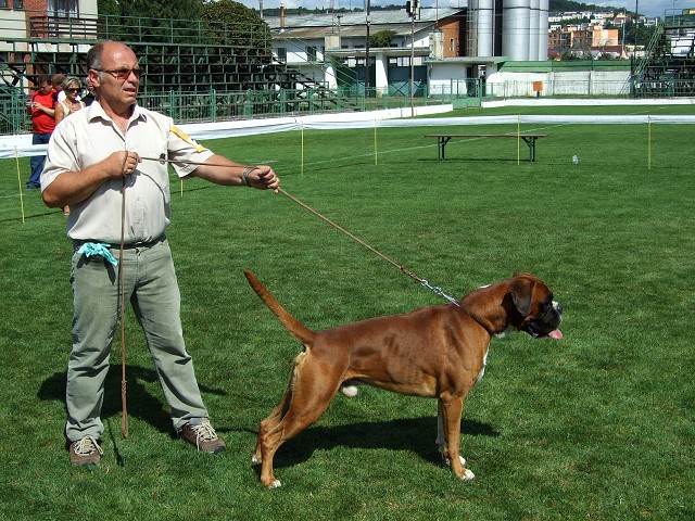 www.boxerklub.sk