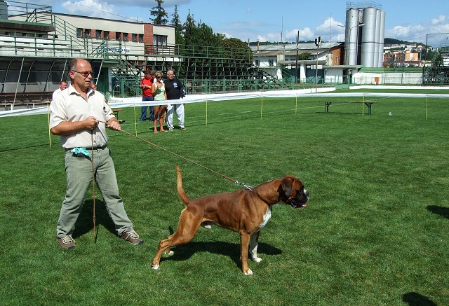 www.boxerklub.sk