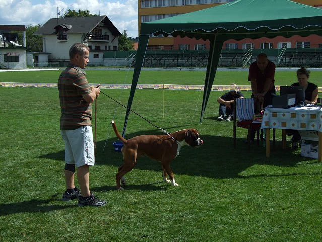 www.boxerklub.sk