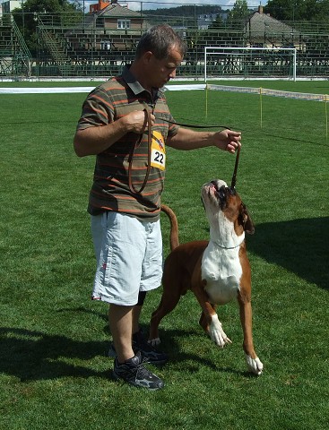 www.boxerklub.sk