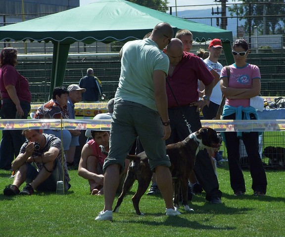 www.boxerklub.sk