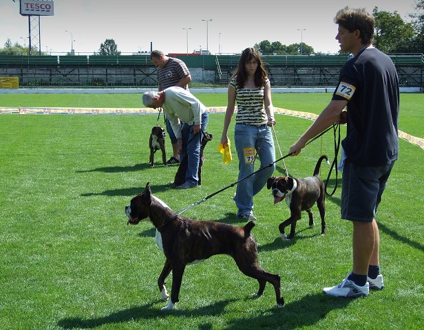 www.boxerklub.sk
