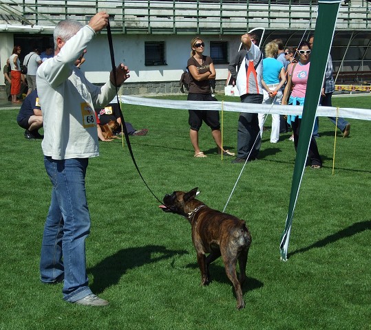 www.boxerklub.sk