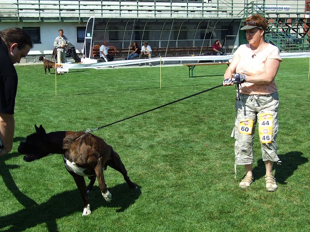www.boxerklub.sk