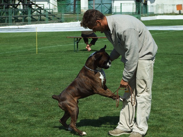 www.boxerklub.sk