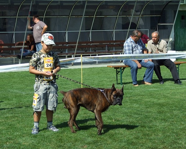 www.boxerklub.sk