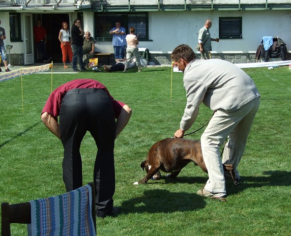 www.boxerklub.sk